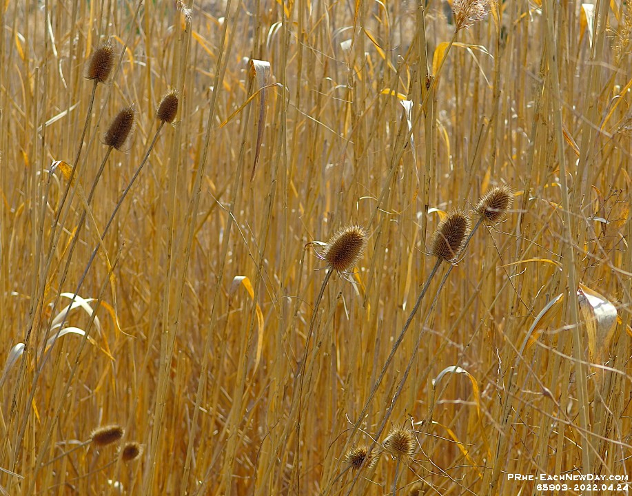 65903CrLeUsm - Walking with Beth - Milo along Miller's Creek on a lovely Sunday Afternoon